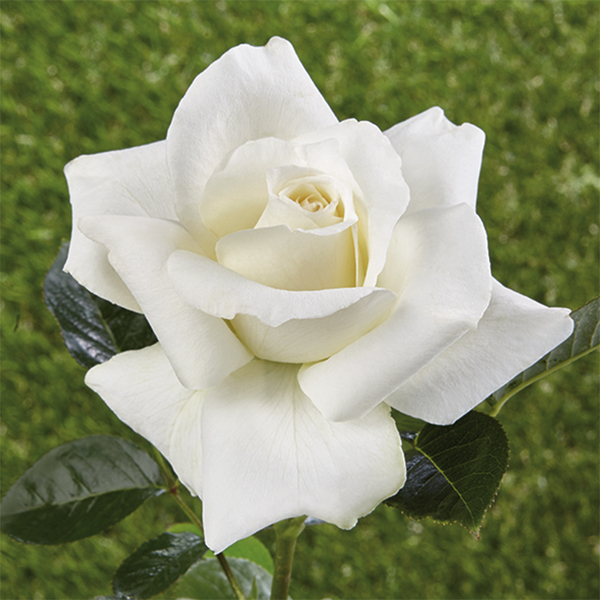 Historische Rose