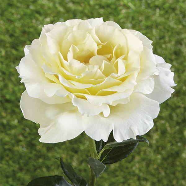 Bodendeckerrosen